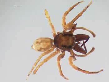 Media type: image;   Invertebrate Zoology 21748